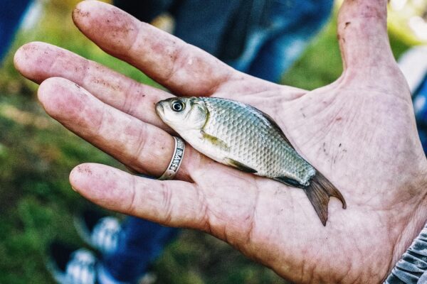 Catching fish