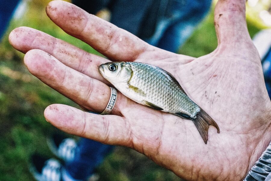 Catching fish