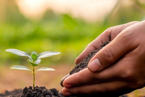planting seed in ground