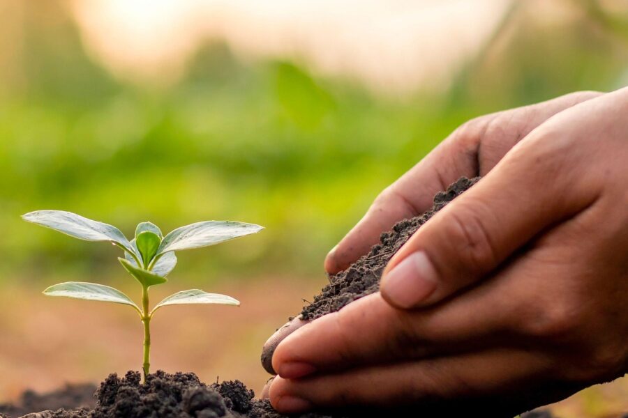planting seed in ground