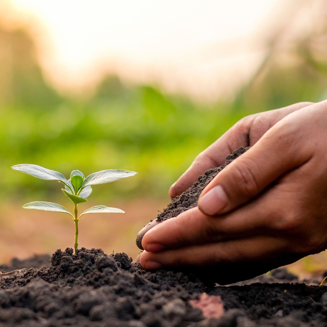 planting seed in ground