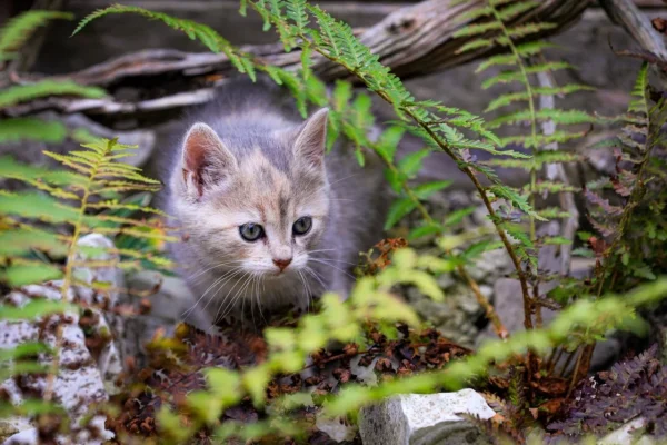 cat hidden in green area