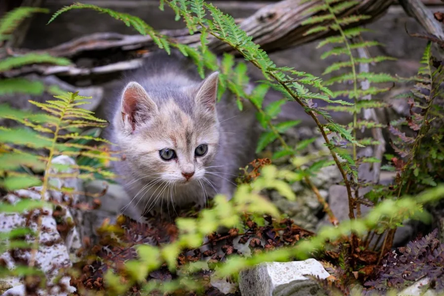 cat hidden in green area