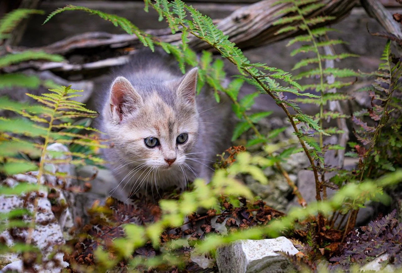 cat hidden in green area